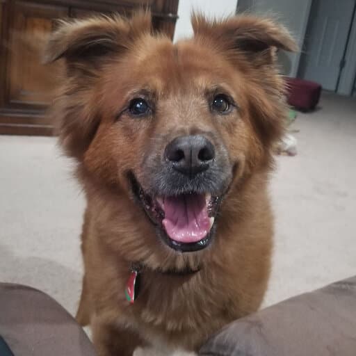 dog before