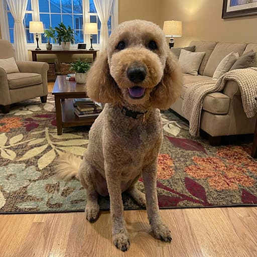 dog before
